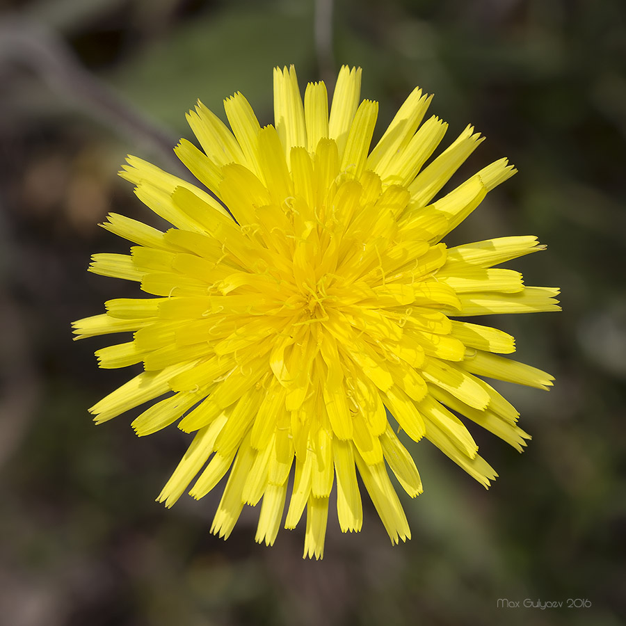 Изображение особи Leontodon biscutellifolius.