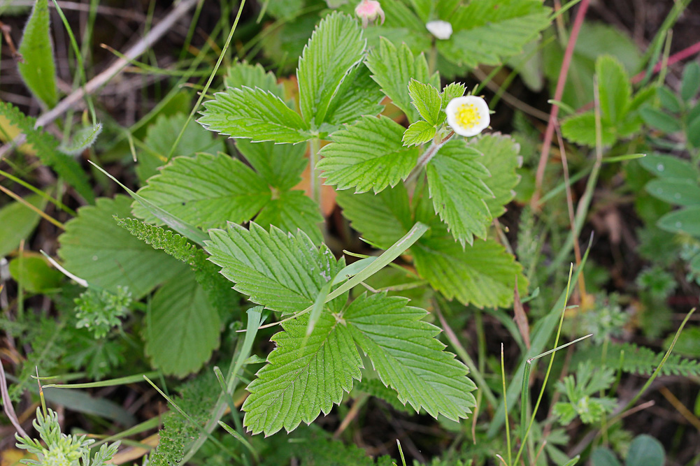 Изображение особи Fragaria campestris.