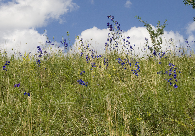 Изображение особи Delphinium laxiflorum.