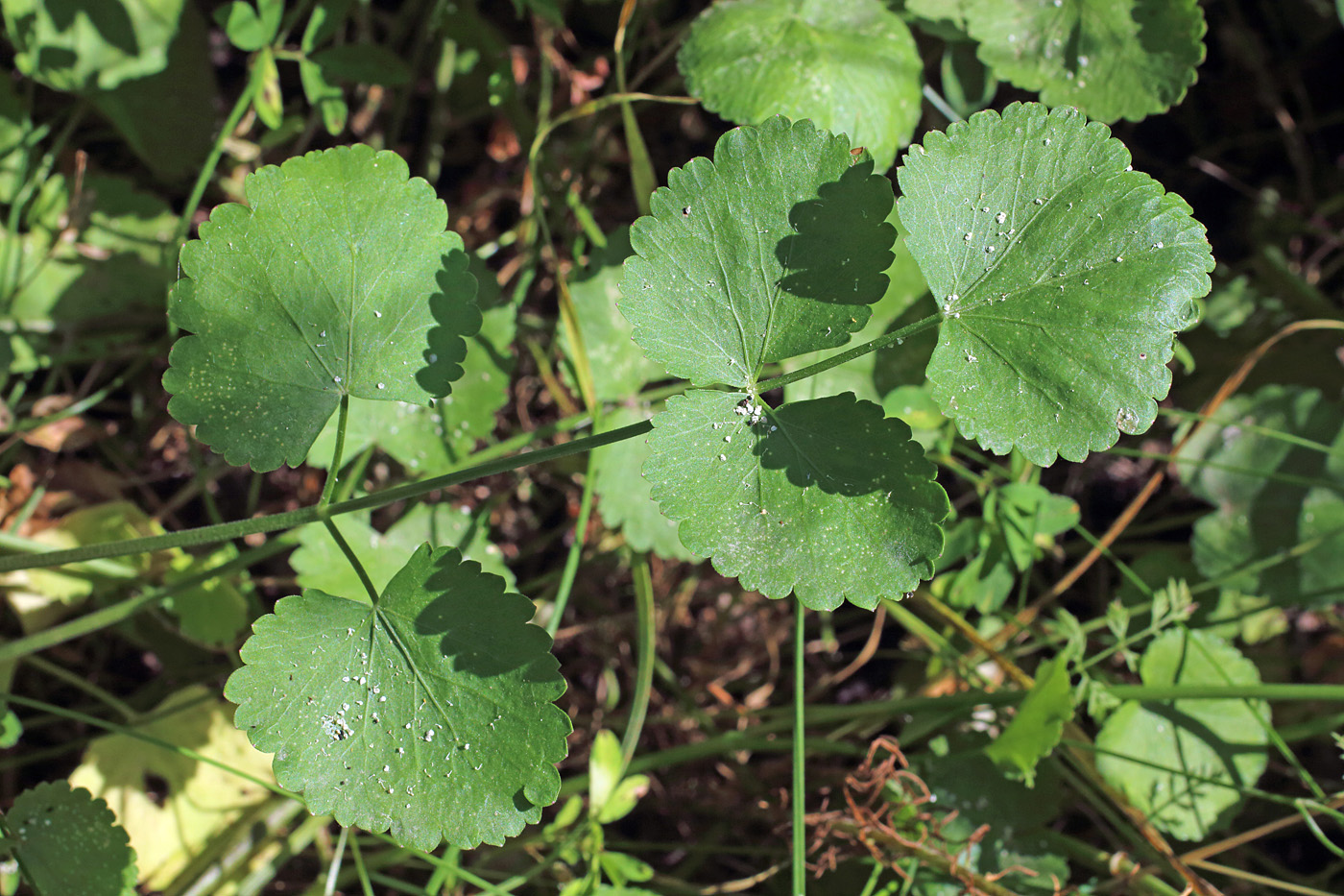 Изображение особи Pimpinella peregrina.