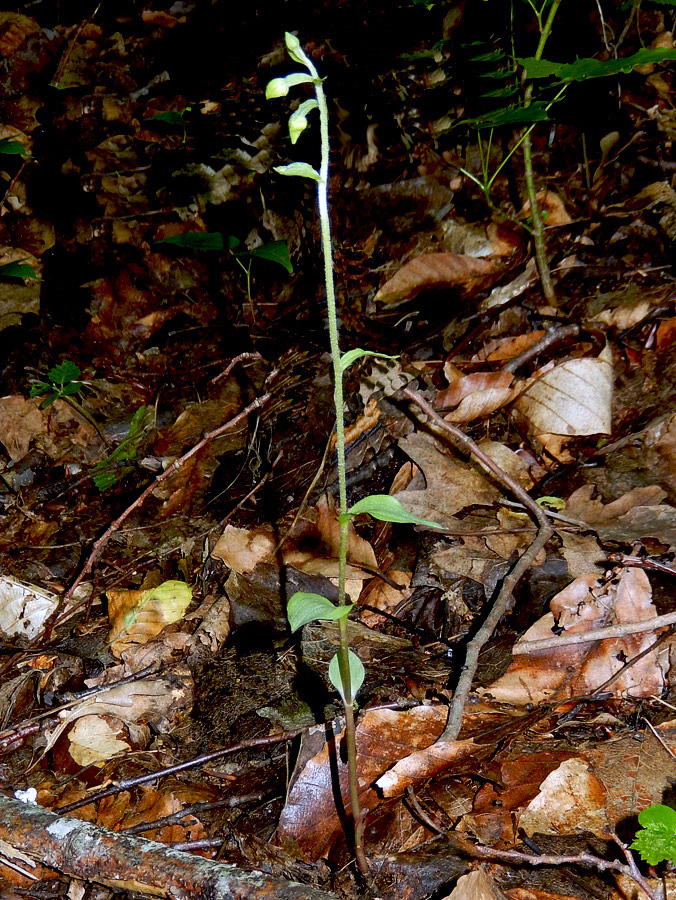 Изображение особи Epipactis microphylla.