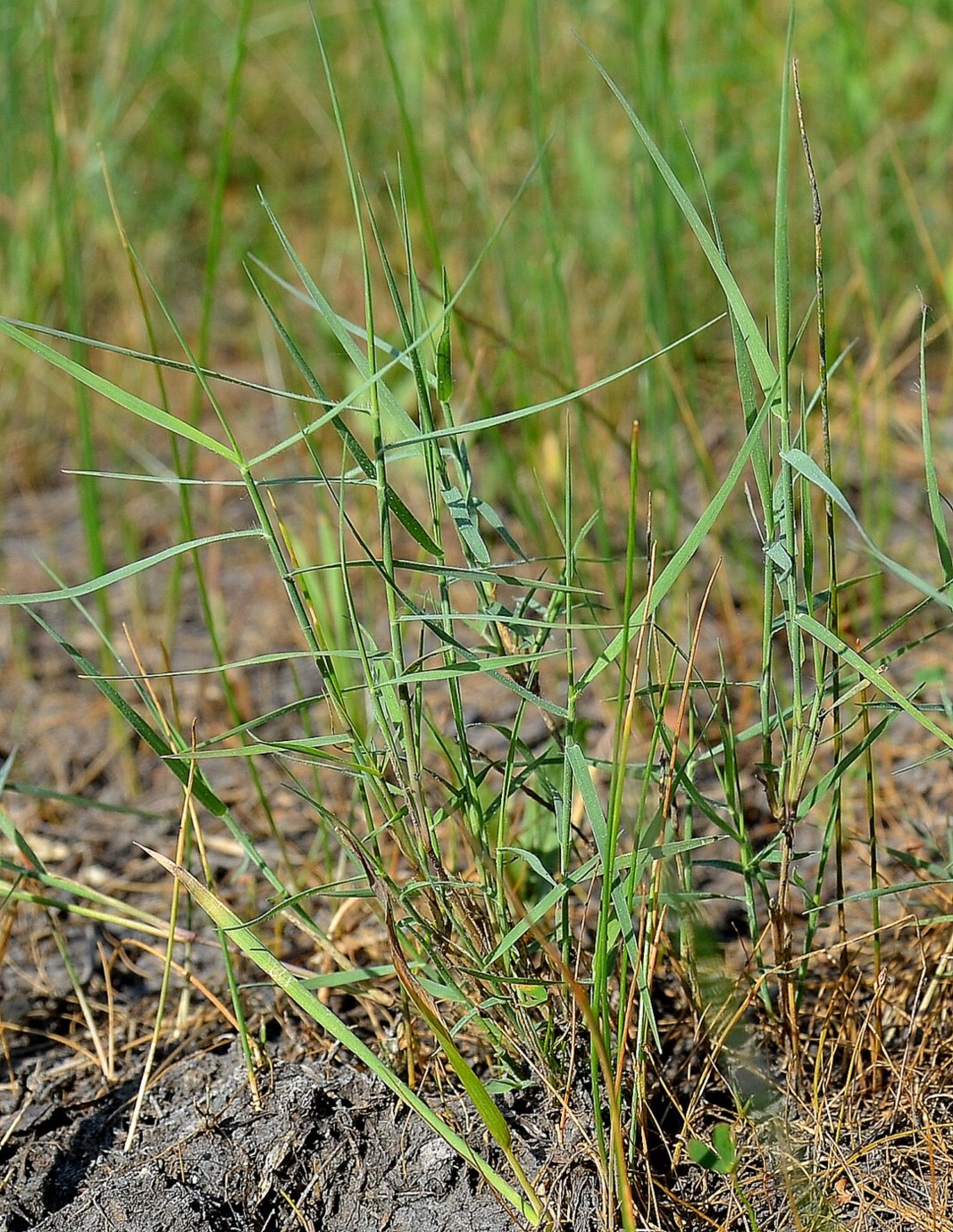 Изображение особи Aeluropus littoralis.