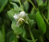 Pisum sativum