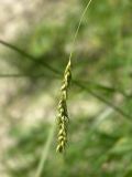 Carex sylvatica