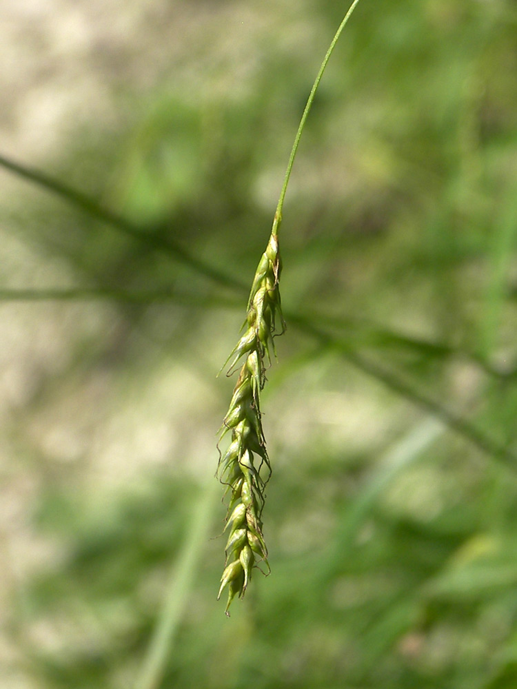 Изображение особи Carex sylvatica.