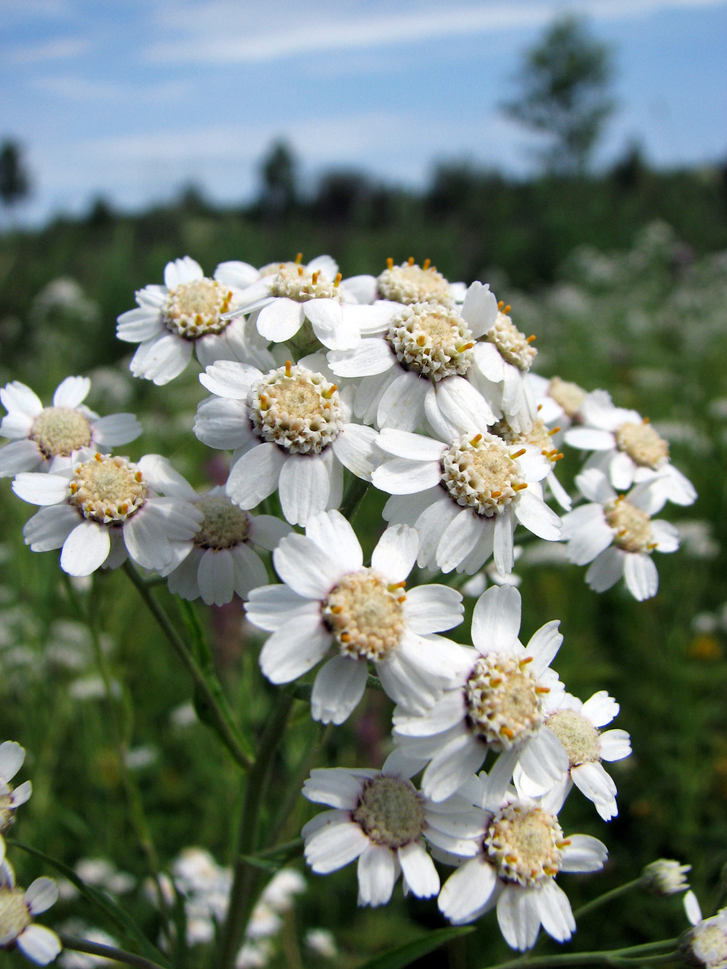 Изображение особи Achillea cartilaginea.