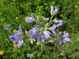 Polemonium acutiflorum