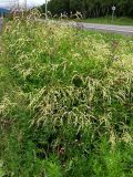Aconogonon divaricatum. Цветущие растения. Камчатский край, Елизовский городской округ, мкр. Южный, вблизи от Парка отдыха, как сорное вдоль дороги. 14.08.2016.