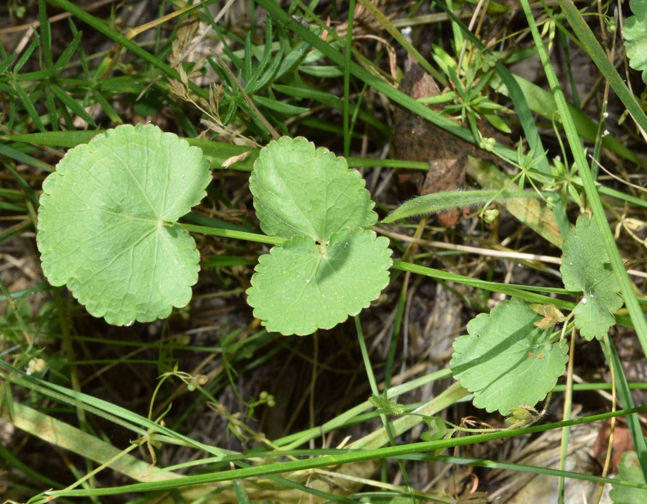 Изображение особи Pimpinella peregrina.