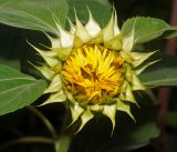 Helianthus annuus. Распускающееся соцветие (культивар карликовый САНСПОТ). Московская обл., Раменский р-н, окр. дер. Хрипань, садовый участок. 05.09.2016.