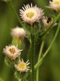 Erigeron acris. Часть сложного соцветия. Санкт-Петербург, окр. Шуваловского карьера. 11.07.2009.