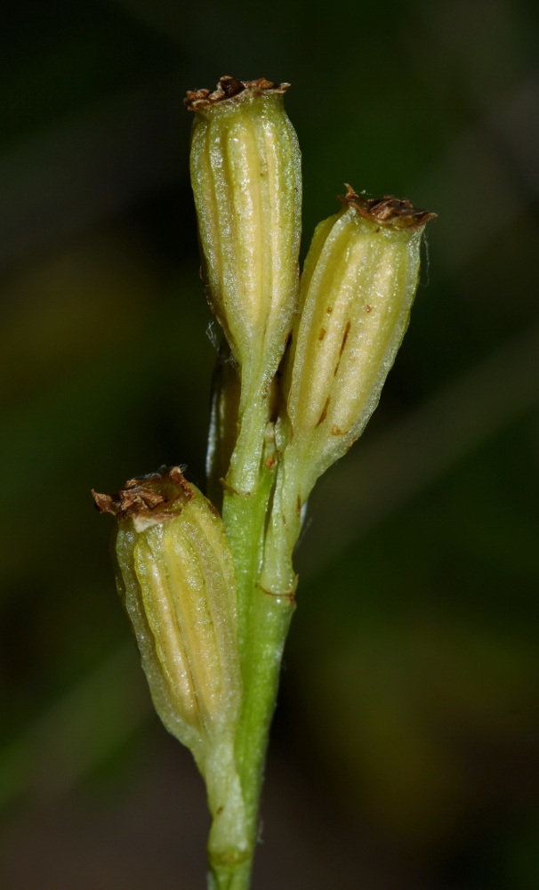 Image of Liparis kumokiri specimen.