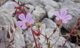 Geranium robertianum. Цветки и завязавшиеся плоды. Адыгея, Кавказский биосферный заповедник, ур. Яворова Поляна, ≈ 1900 м н.у.м., каменистая россыпь. 03.10.2015.