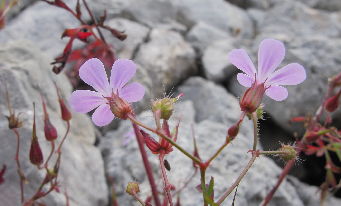 Image of Geranium robertianum specimen.