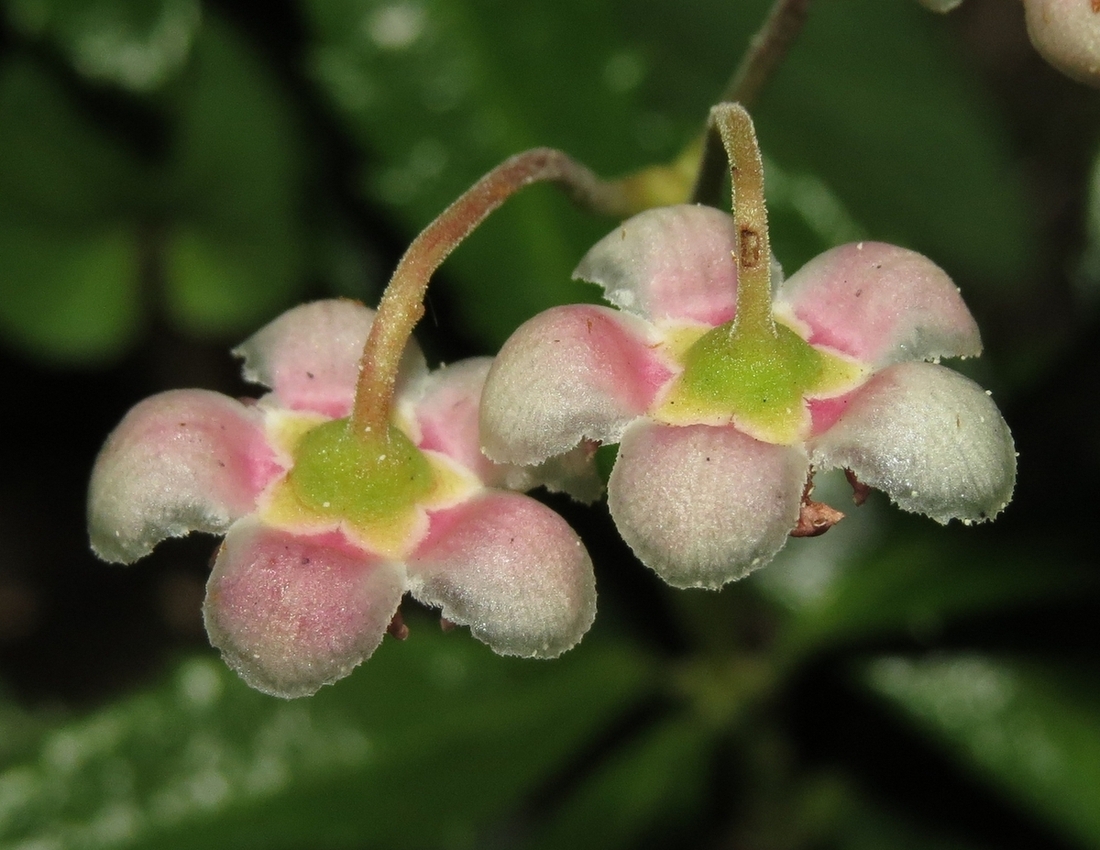 Image of Chimaphila umbellata specimen.