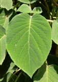 Hydrangea aspera subspecies sargentiana. Лист. Швейцария, г. Люцерн. Июль.