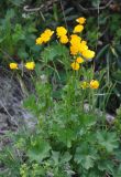 Ranunculus oreophilus. Верхушка цветущего растения (рядом видны листья Alchemilla). Северная Осетия, Ирафский р-н, долина р. Гебидон, ≈ 2500 м н.у.м., альпийский луг, у зарослей Rhododendron caucasicus. 07.07.2016.