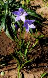 Campanula turczaninovii