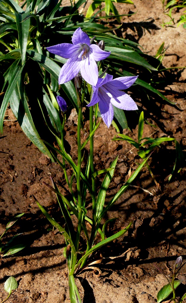 Image of Campanula turczaninovii specimen.