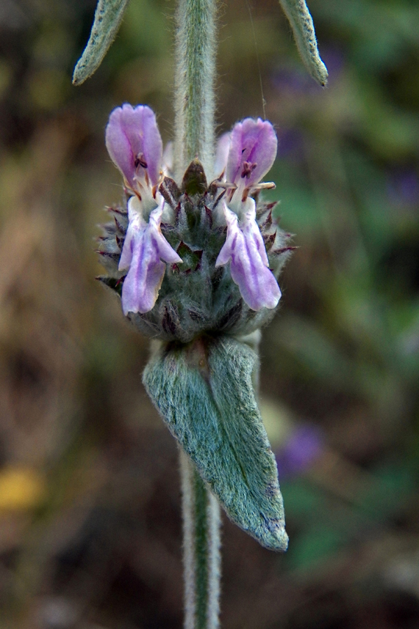 Image of Stachys germanica specimen.