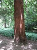 Sequoia sempervirens