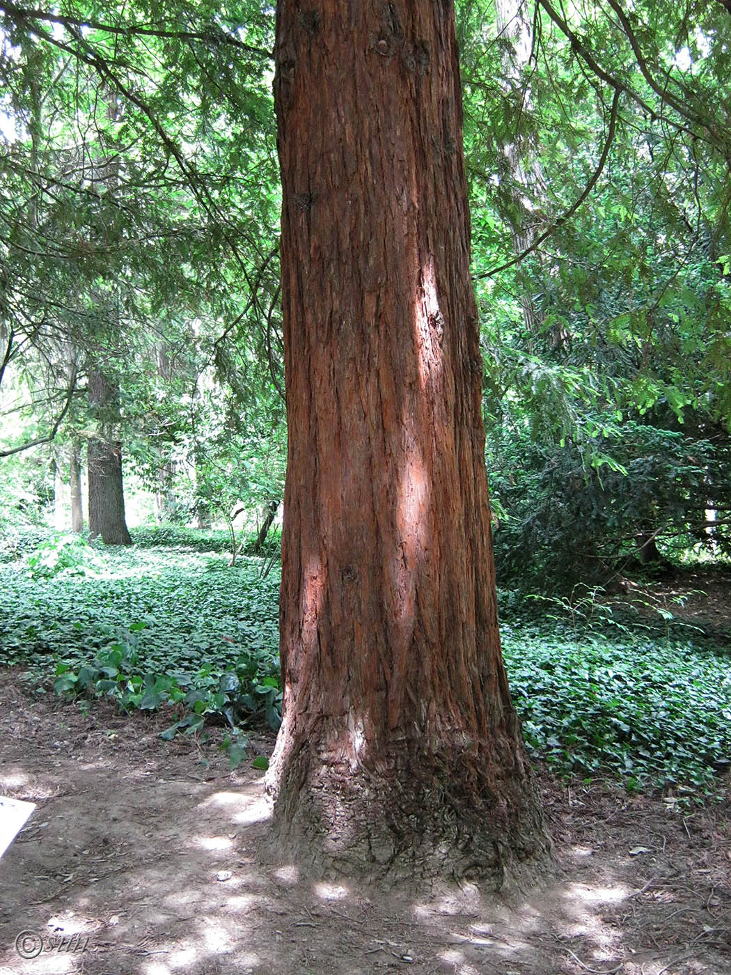 Изображение особи Sequoia sempervirens.