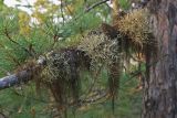 genus Usnea. Слоевища на ветке лиственницы. Сахалин, Северо-Сахалинская равн., р. Вал, лиственнично-стланиковый лес. 26.06.2011.