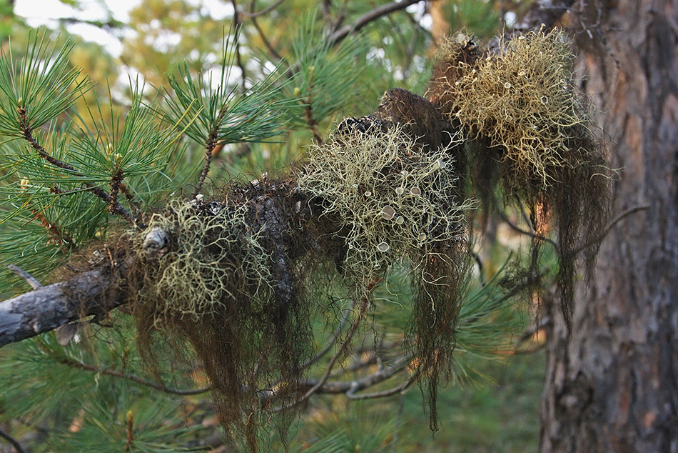 Image of genus Usnea specimen.