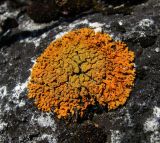 Image of specimen