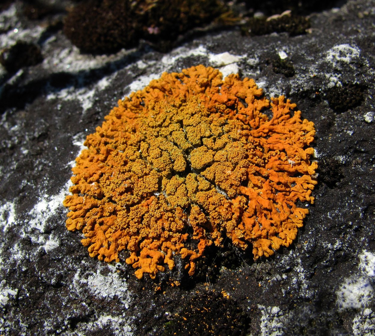 Image of Rusavskia sorediata specimen.