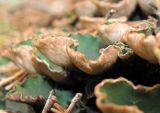 genus Peltigera