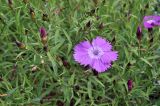 Dianthus chinensis