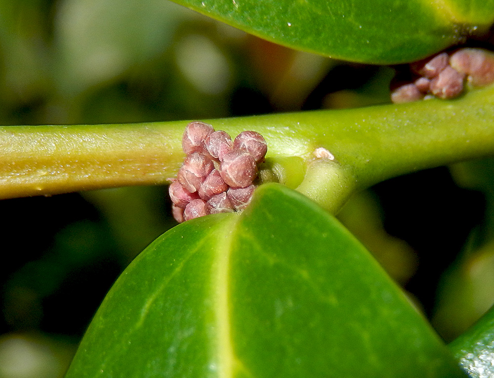 Image of Ilex colchica specimen.