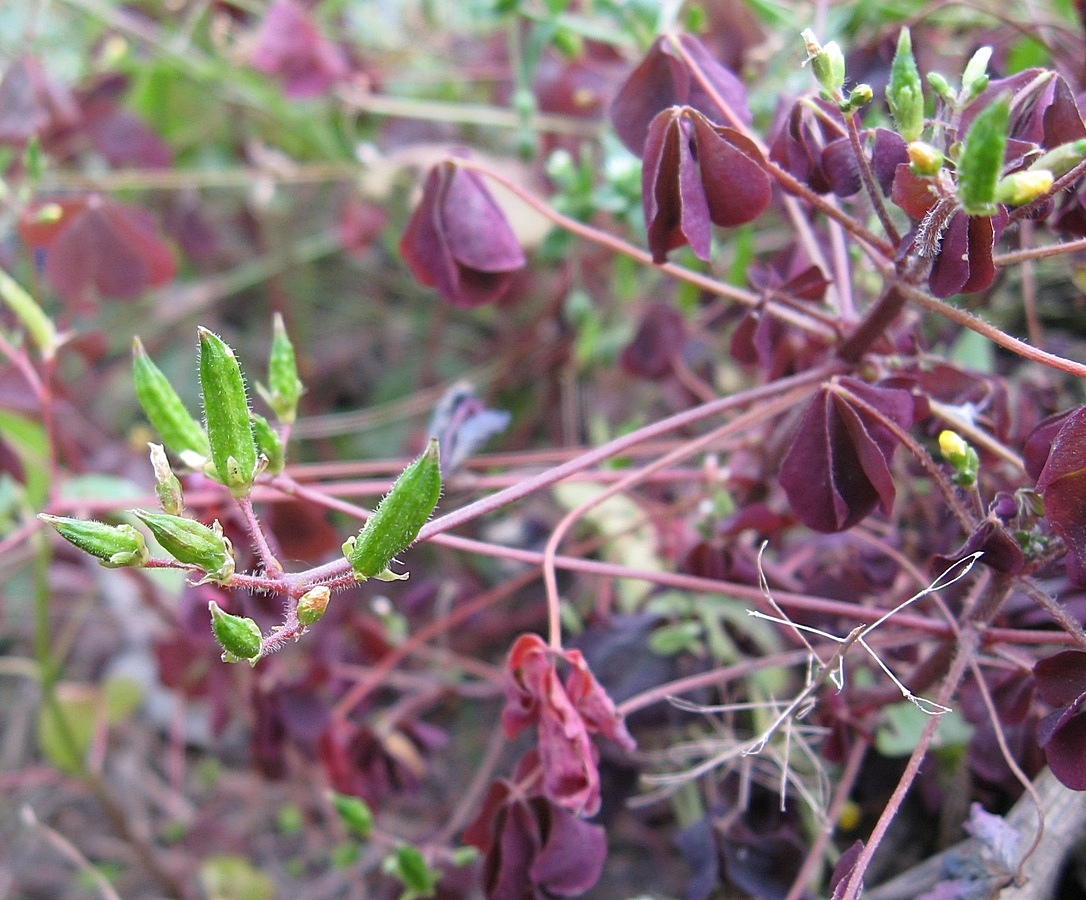 Изображение особи Oxalis stricta.