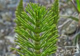 Equisetum telmateia