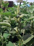 Amaranthus retroflexus. Верхушка цветущего растения. Амурская обл., Бурейский р-н, с. Виноградовка, огород. 23.07.2016.