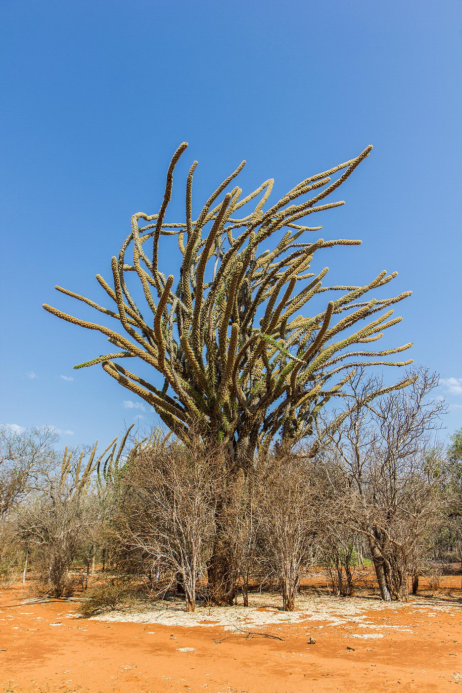 Image of genus Didierea specimen.