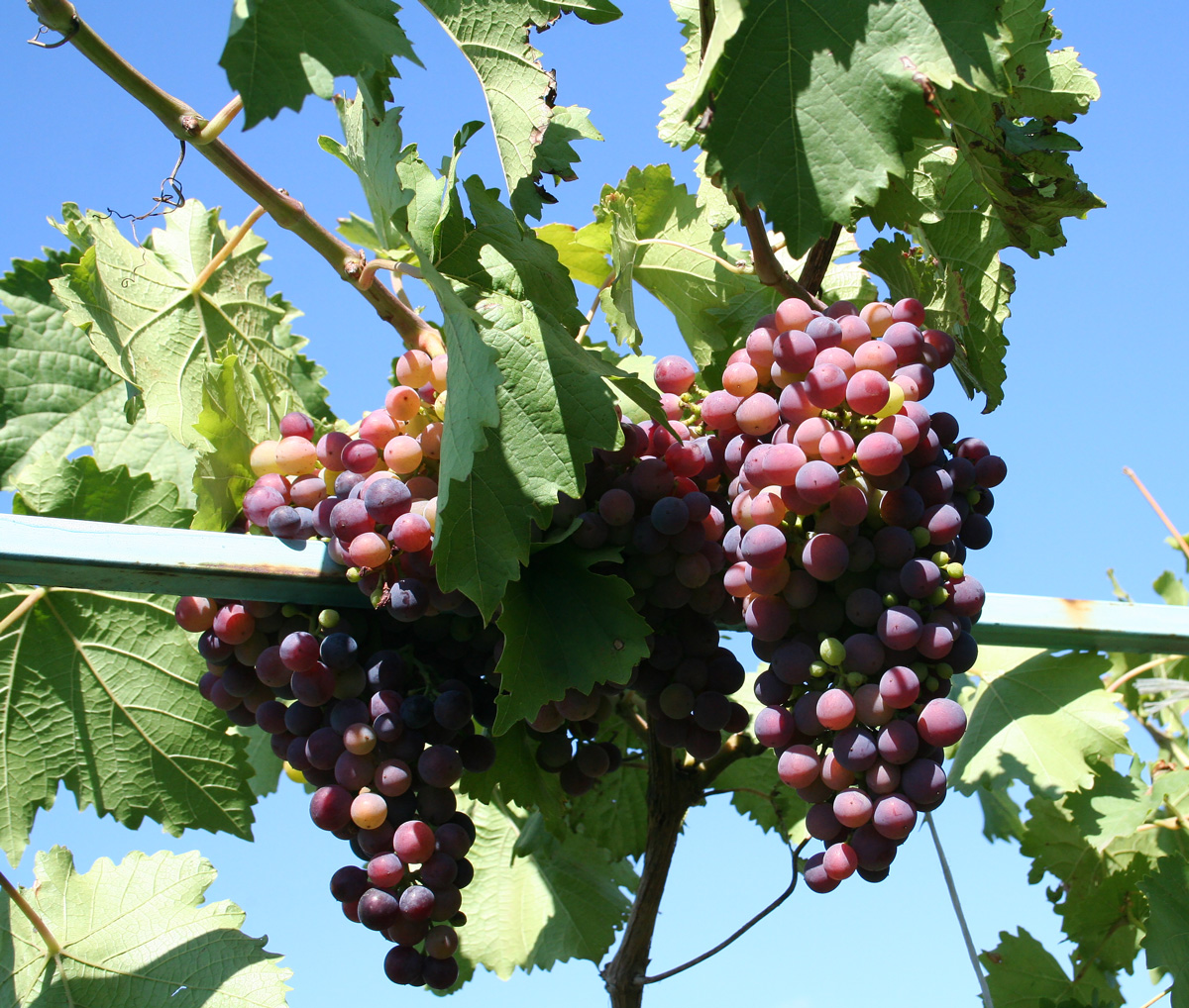 Image of genus Vitis specimen.