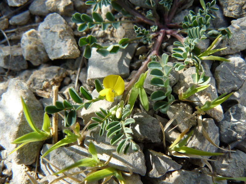 Изображение особи Hippocrepis biflora.