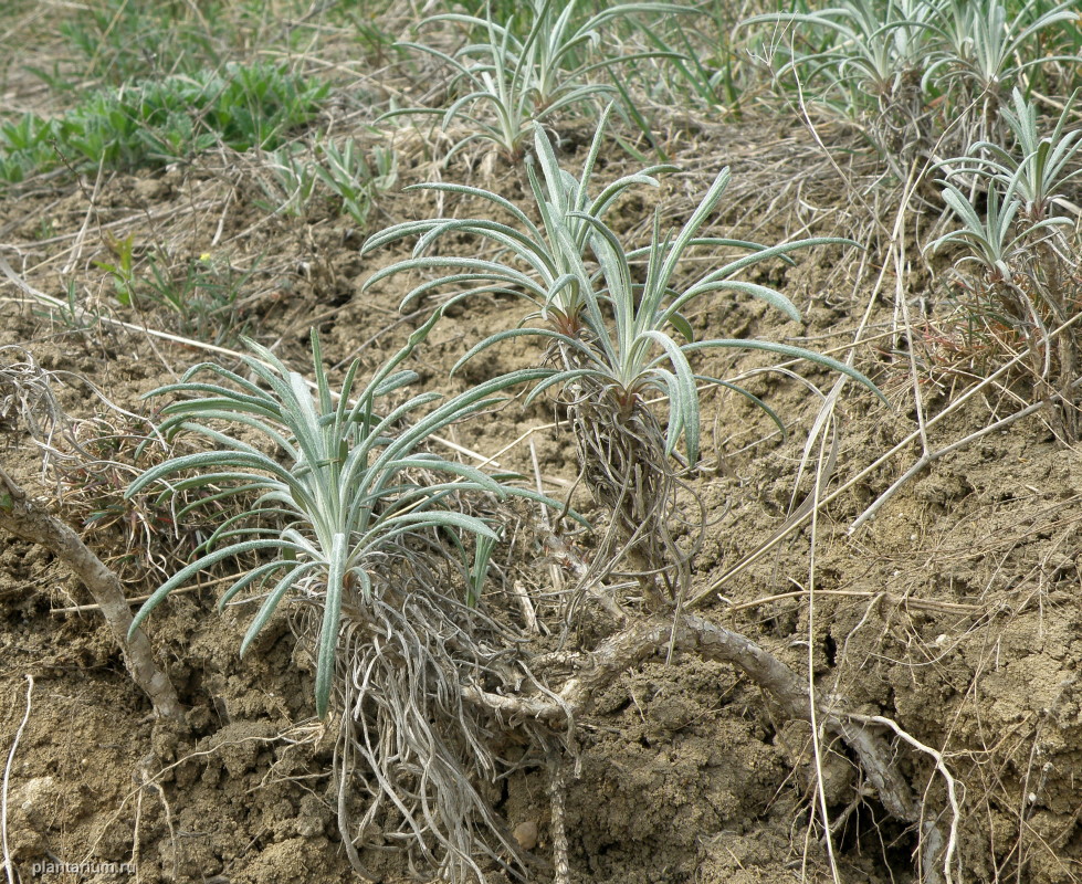 Image of Jurinea multiflora specimen.