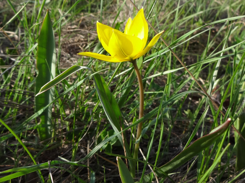 Image of Tulipa biebersteiniana specimen.