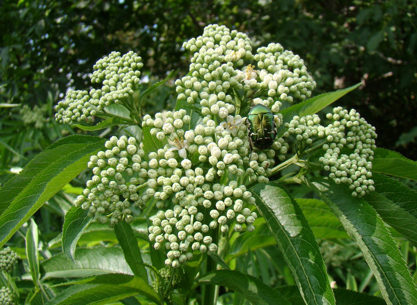 Изображение особи Sambucus ebulus.