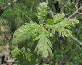 Quercus petraea. Верхушка молодого побега. Краснодарский край, Абинский р-н, гора Папай, склон вершины Западный Папай. 30.04.2017.