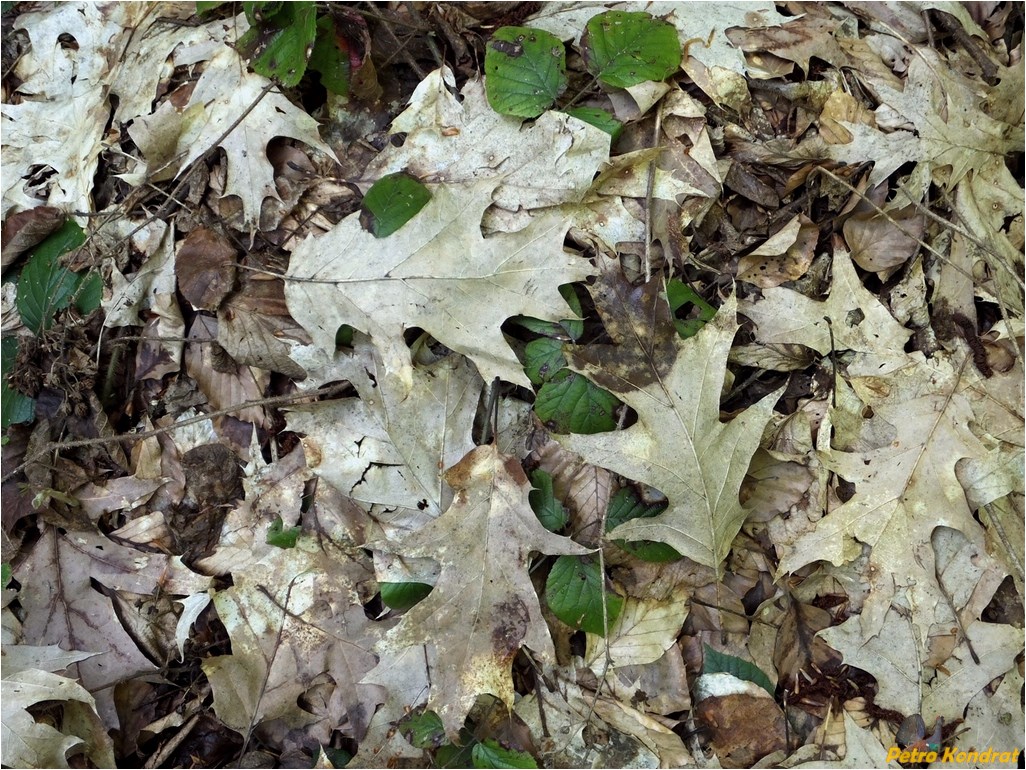 Изображение особи Quercus rubra.