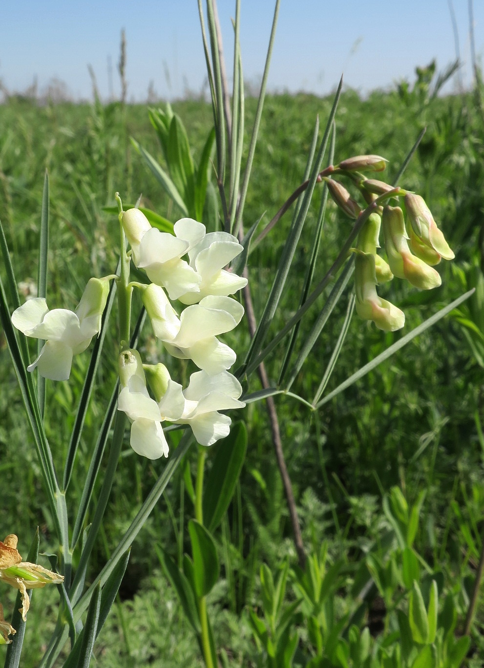 Image of Lathyrus lacteus specimen.