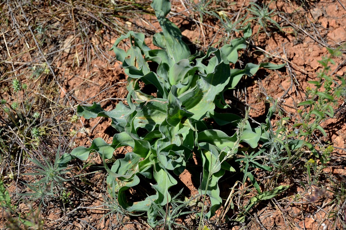 Image of Tragopogon marginifolius specimen.