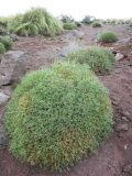 Mulinum echinus