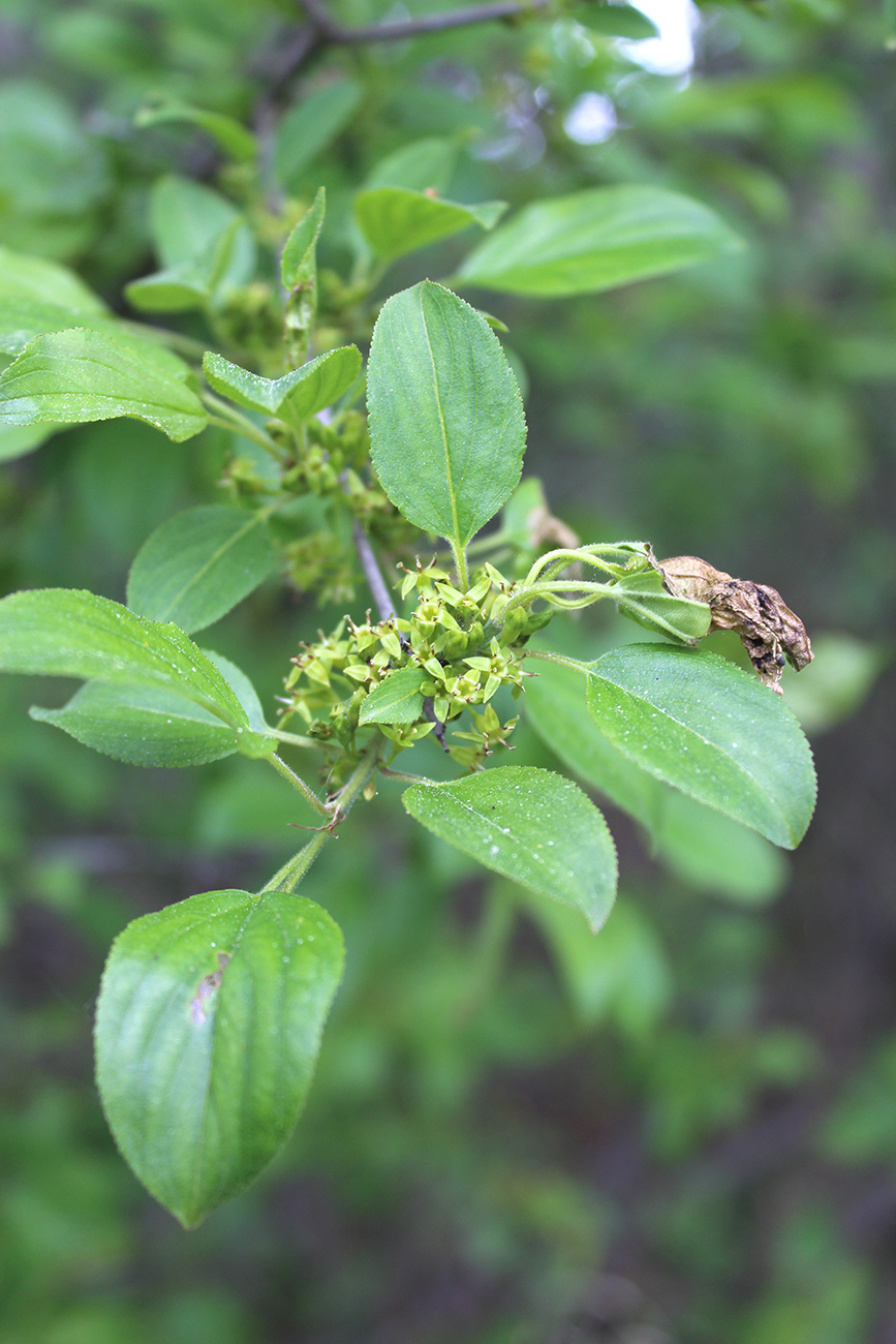 Image of Rhamnus cathartica specimen.