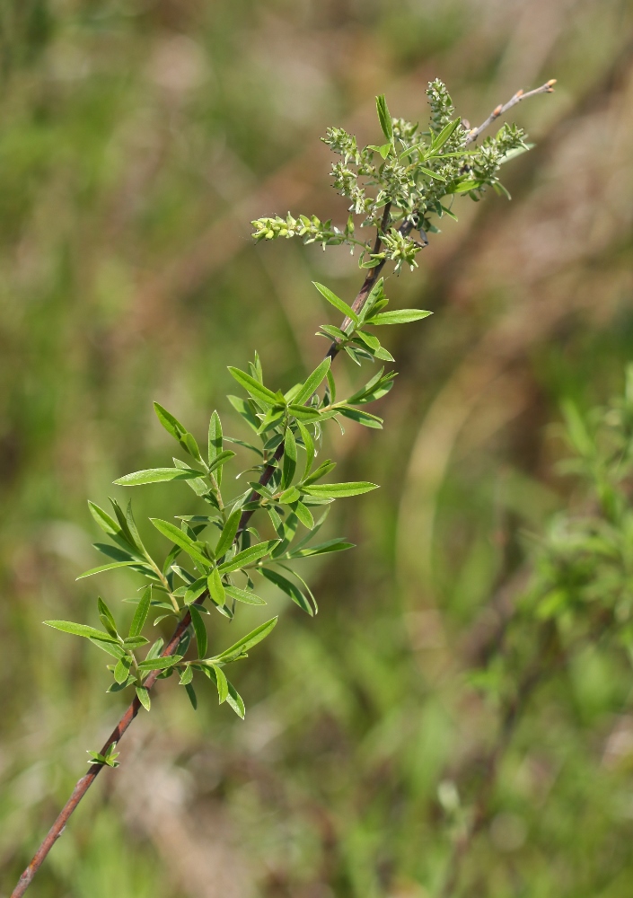 Изображение особи Salix brachypoda.