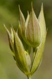 Bupleurum baldense